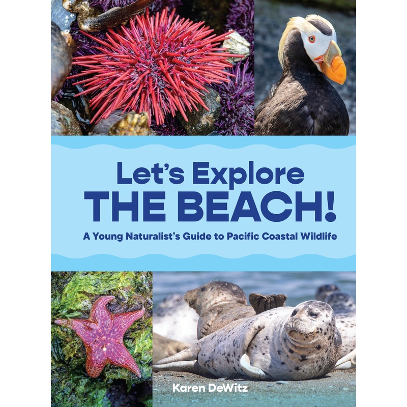 Let’s Explore the Beach!