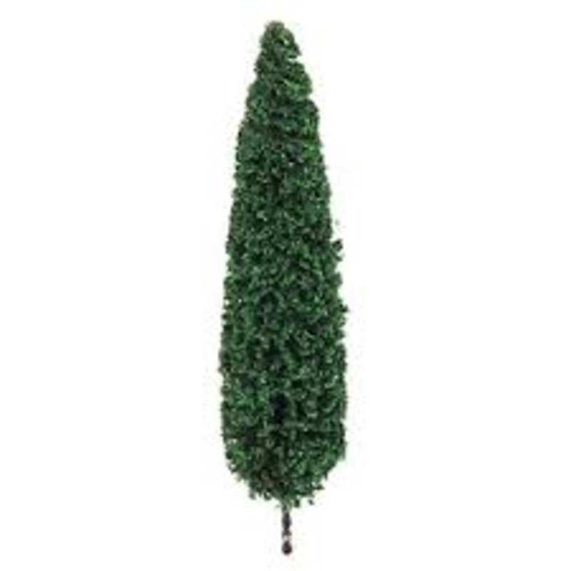 75-100mm Poplar Trees (2)